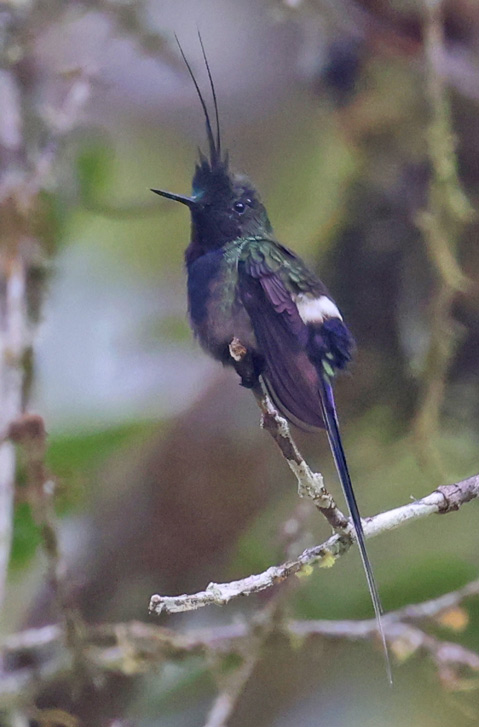 Wire-crested Thorntail