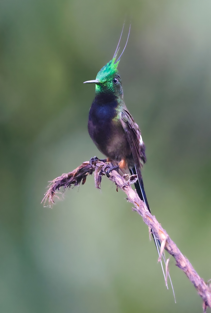 Wire-crested Thorntail