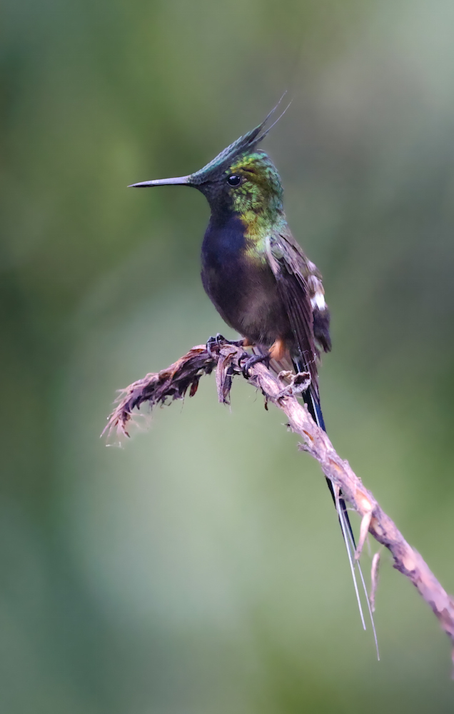 Wire-crested Thorntail