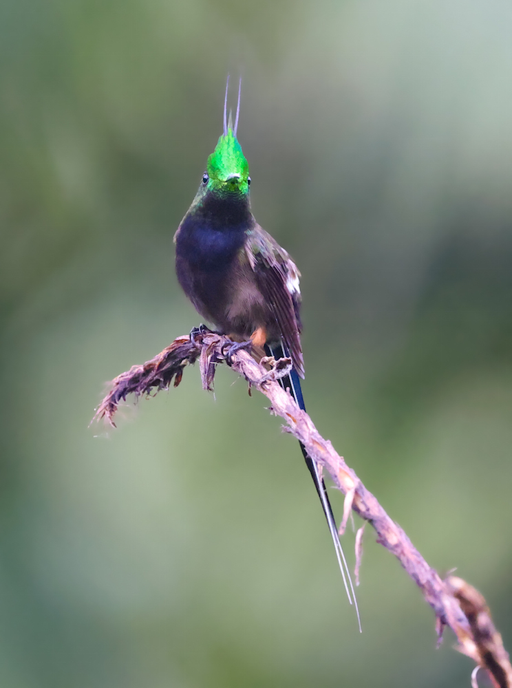 Wire-crested Thorntail