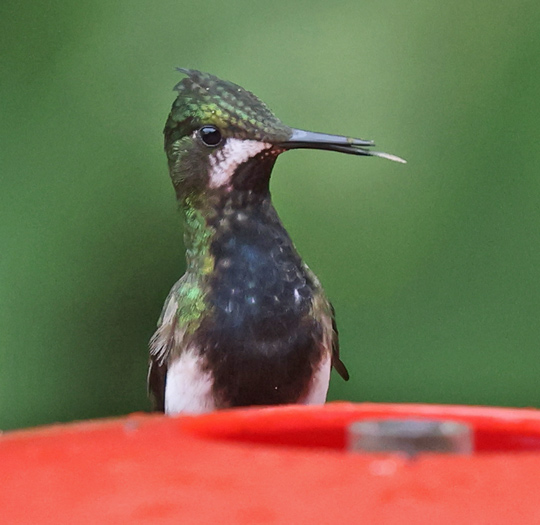 Wire-crested Thorntail