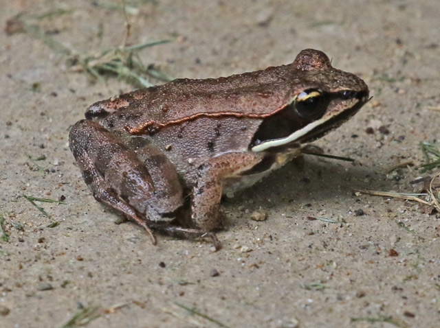 Wood Frog