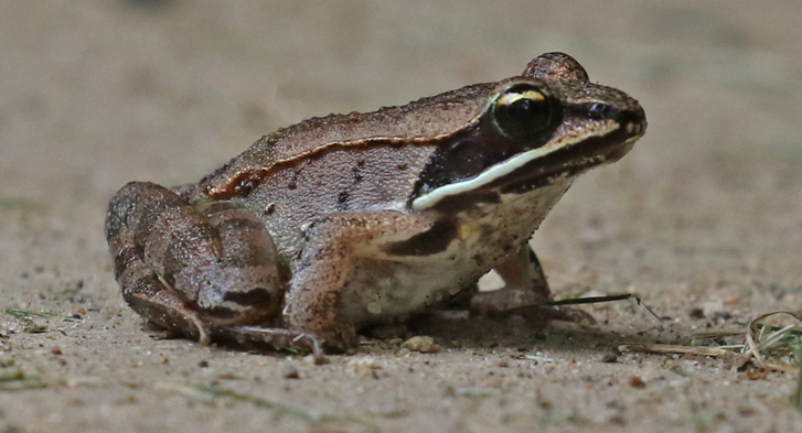 Wood Frog