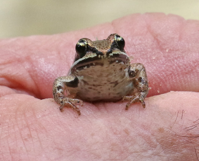 Wood Frog
