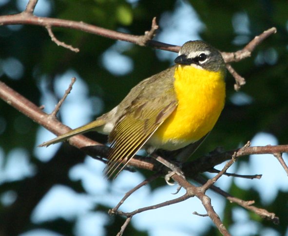 Yellow-breasted Chat Photo #1