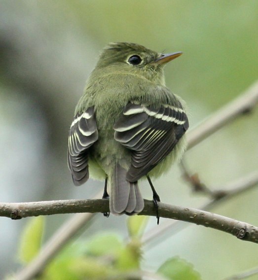 Yellow-bellied Flycatcher photo #5