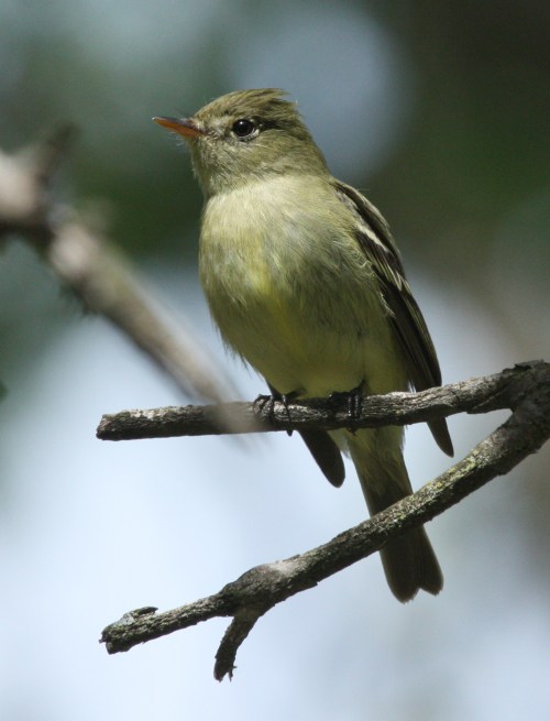 Yellow-bellied Flycatcher photo #3