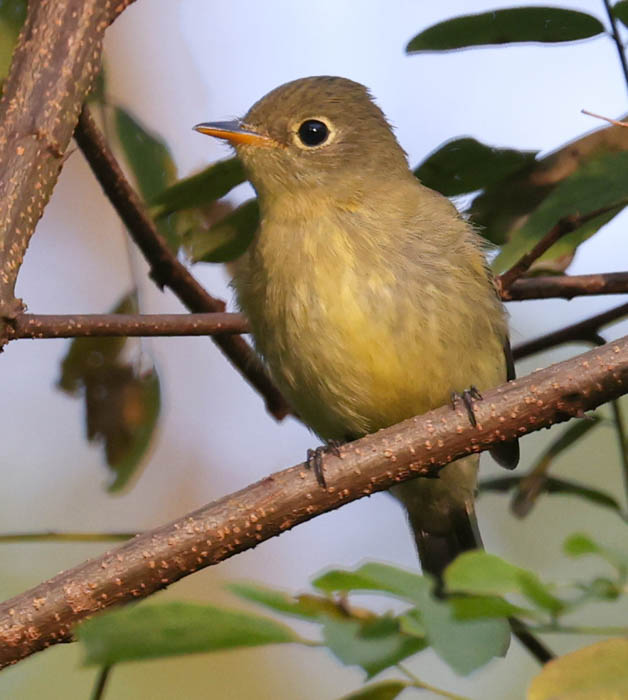 Yellow-bellied Flycatcher photo #1