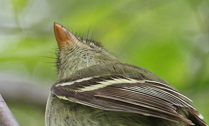 Yellow-bellied Flycatcher photo #8