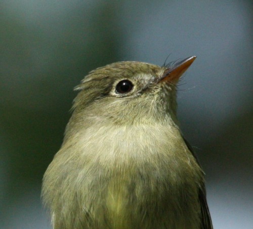 Yellow-bellied Flycatcher photo #4