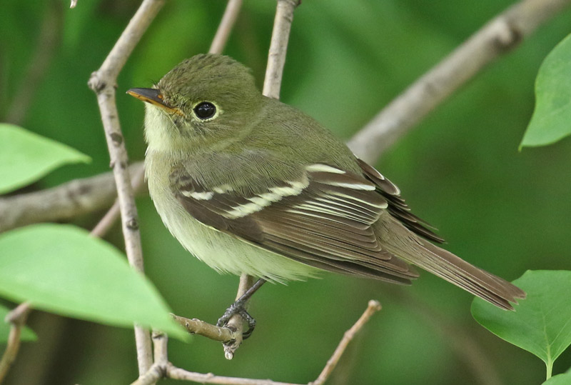 Yellow-bellied Flycatcher photo #6