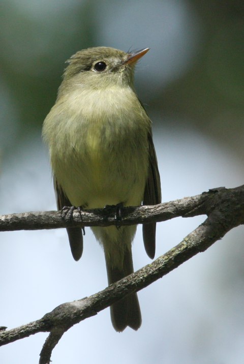 Yellow-bellied Flycatcher photo #2