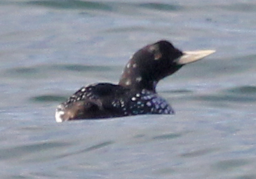 Yellow-billed Loon