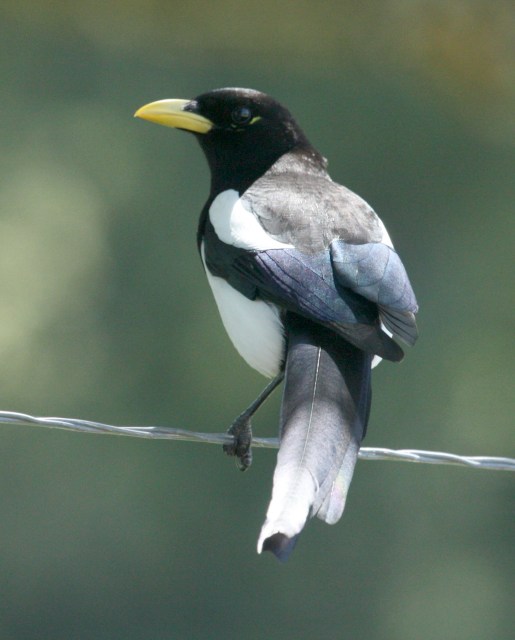 Yellow-billed Magpie photo 2