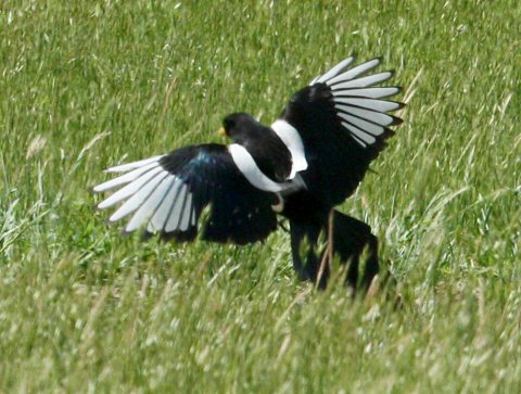 Yellow-billed Magpie photo 3