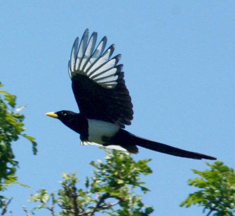 Yellow-billed Magpie photo 4