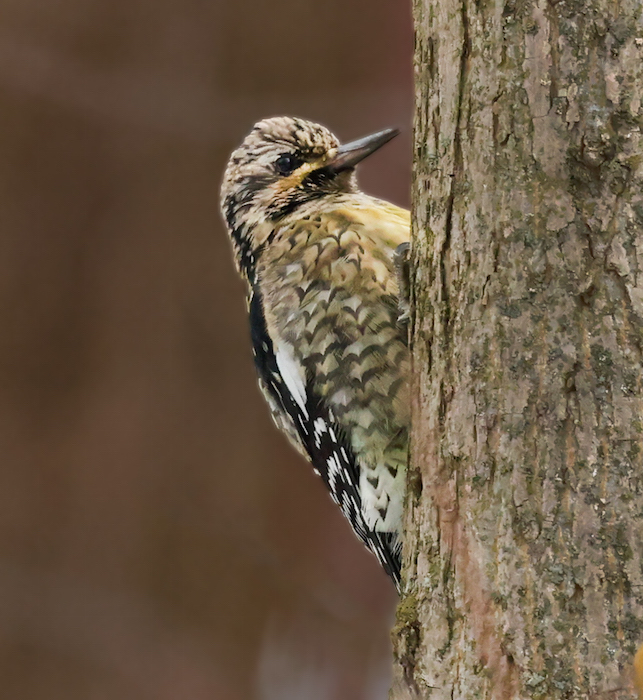 Yellow-bellied Sapsucker (immature)