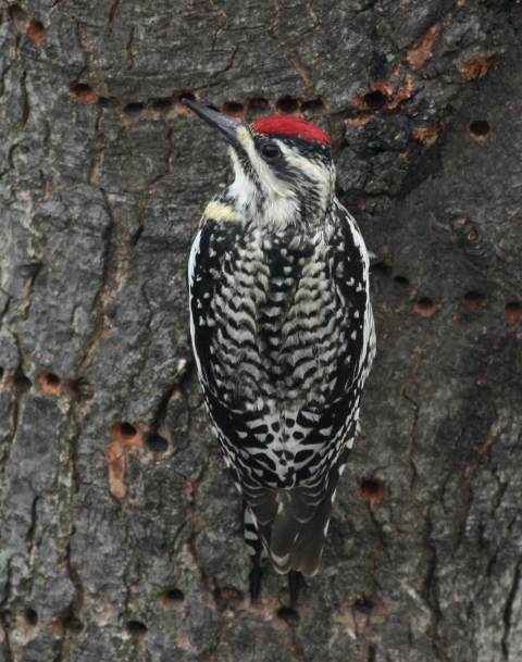 Yellow-bellied Sapsucker photo #5