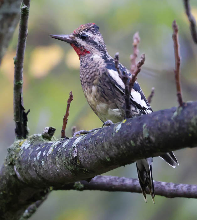 Yellow-bellied Sapsucker photo #3