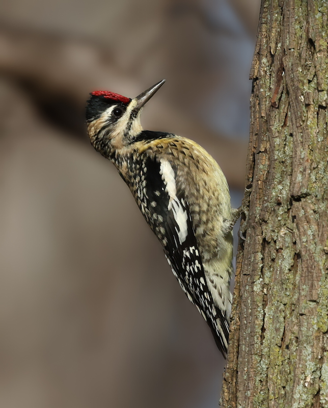 Yellow-bellied Sapsucker photo #2