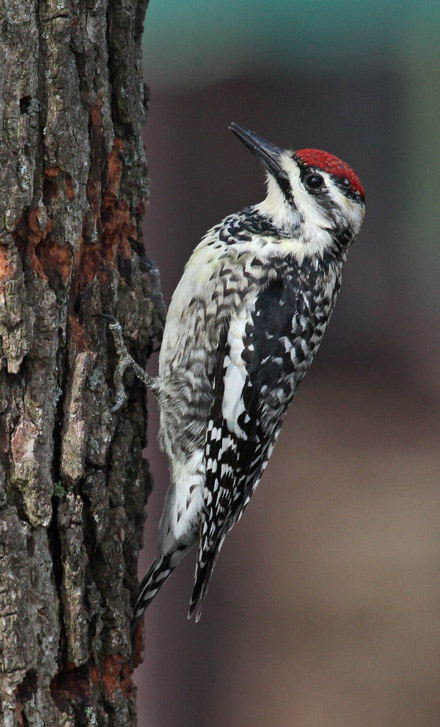 Yellow-bellied Sapsucker photo #1