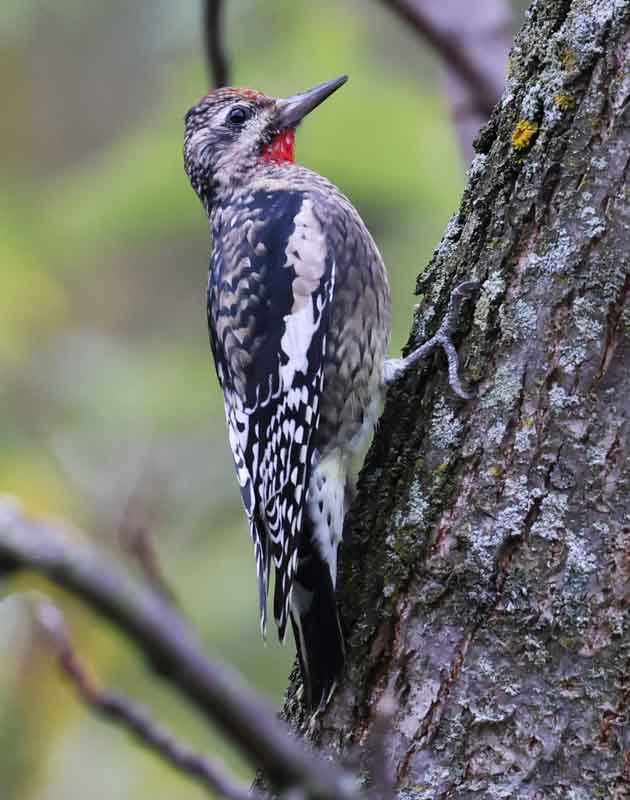 Yellow-bellied Sapsucker photo #2