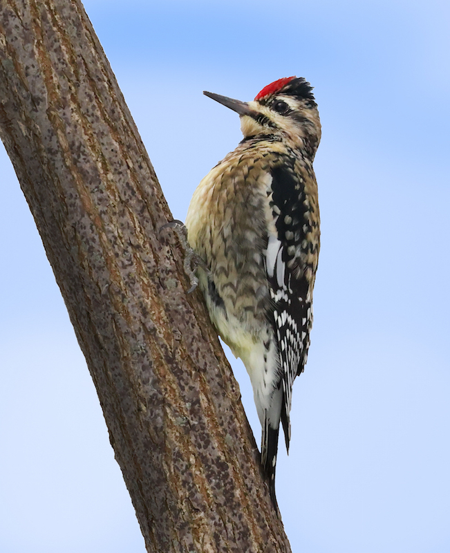 Yellow-bellied Sapsucker photo #7