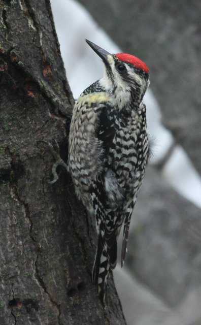 Yellow-bellied Sapsucker photo #4