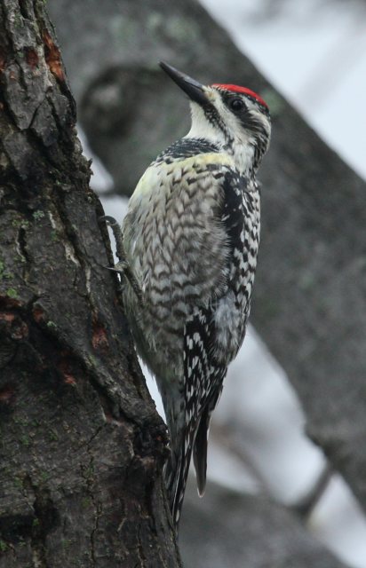 Yellow-bellied Sapsucker photo #2