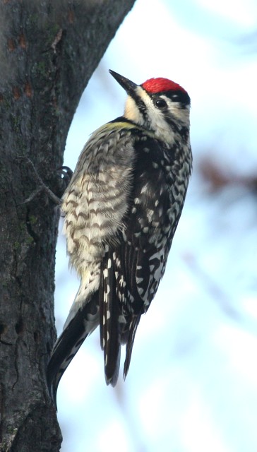 Yellow-bellied Sapsucker photo #4