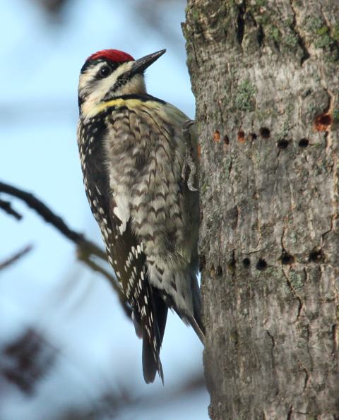 Yellow-bellied Sapsucker photo #6