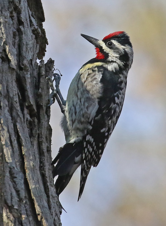 Yellow-bellied Sapsucker (adult male) photo #1