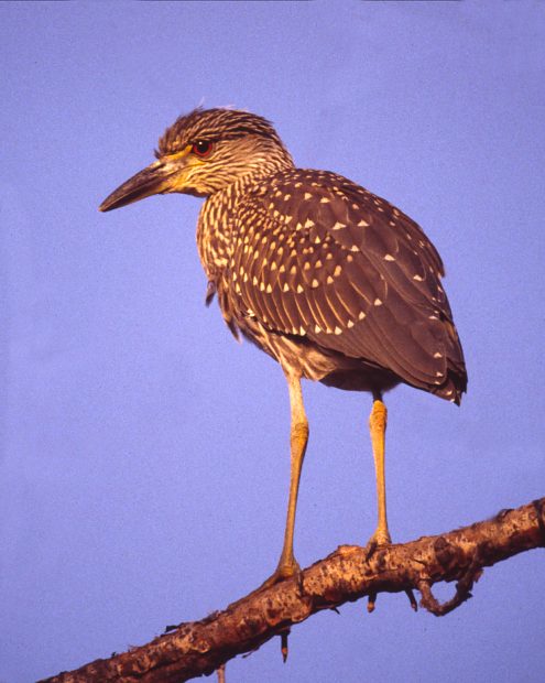 Yellow-crowned Night-heron