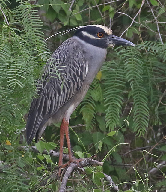 Yellow-crowned Night-heron (adult)