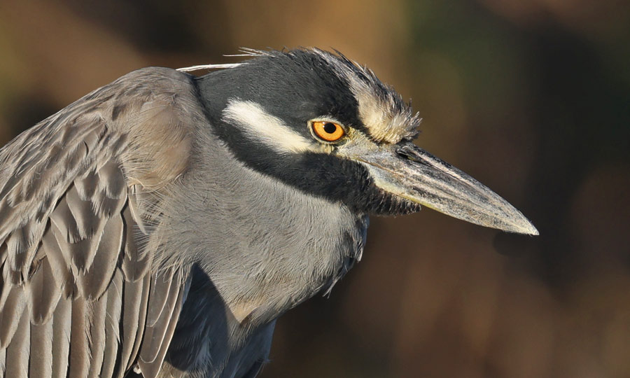 Yellow-crowned Night-heron