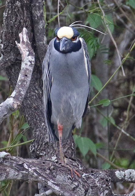 Yellow-crowned Night-heron (adult)