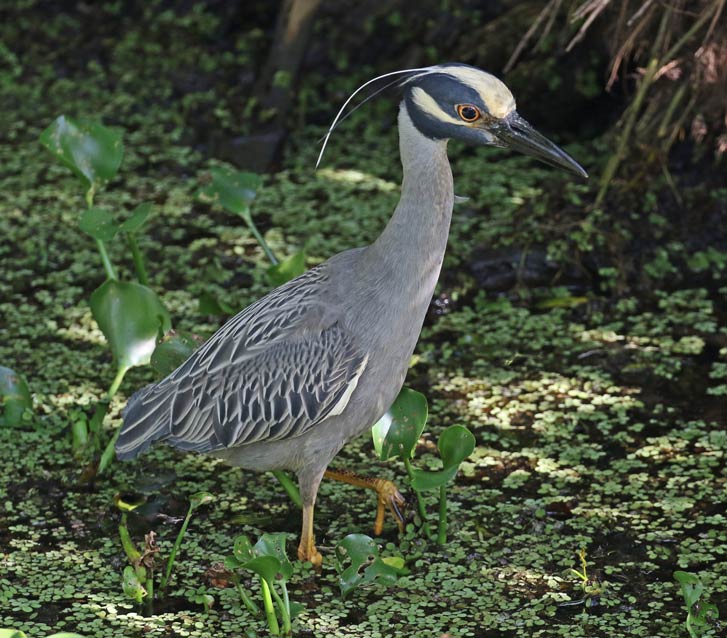 Yellow-crowned Night-heron (adult)