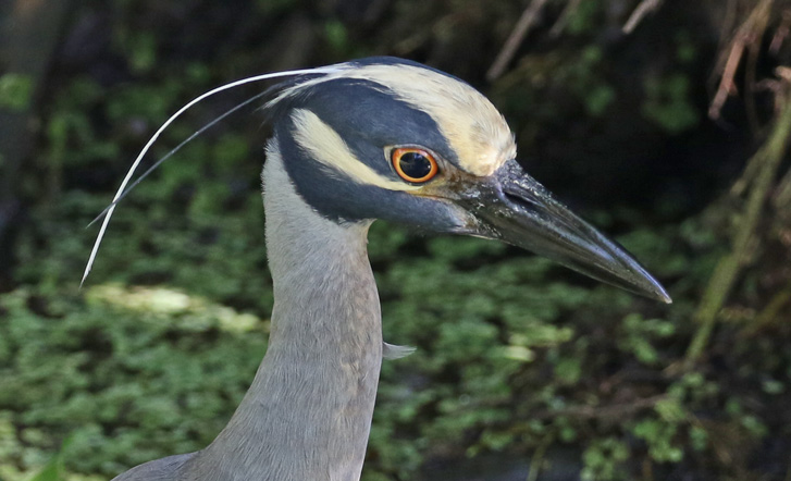 Yellow-crowned Night-heron (adult)