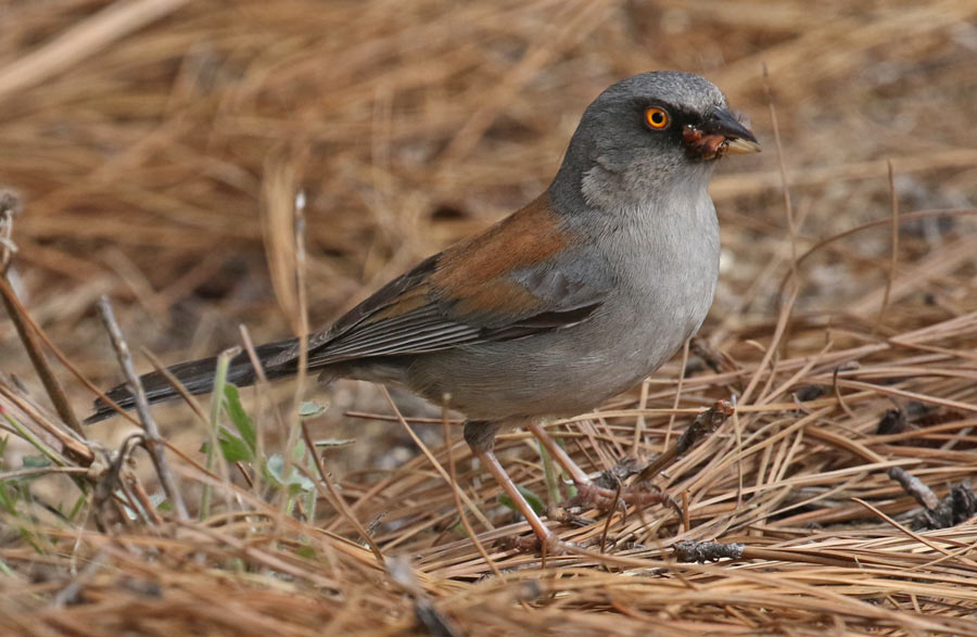 Yellow-eyed Junco