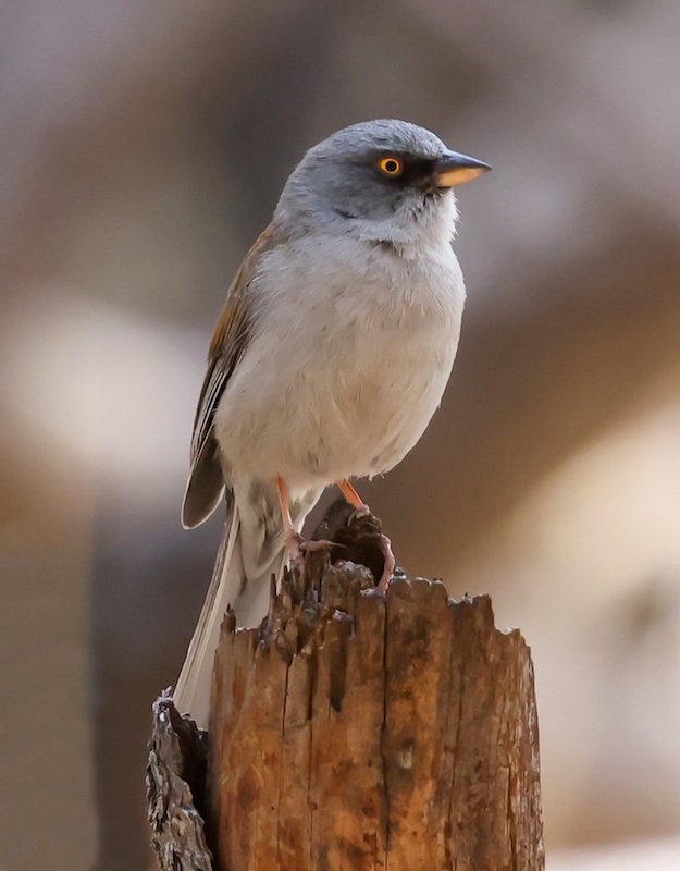 Yellow-eyed Junco