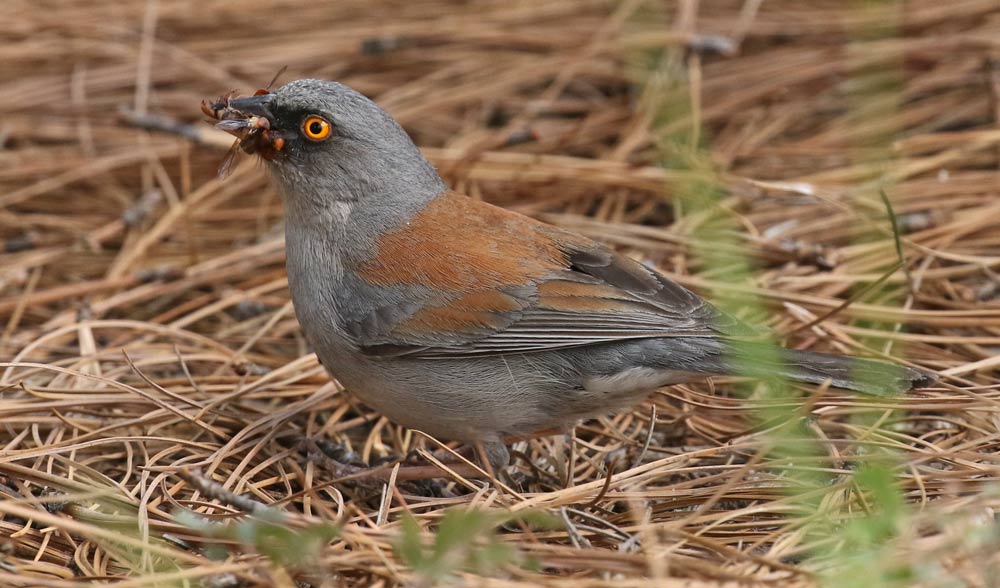 Yellow-eyed Junco