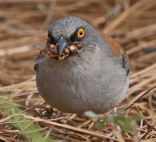 Yellow-eyed Junco