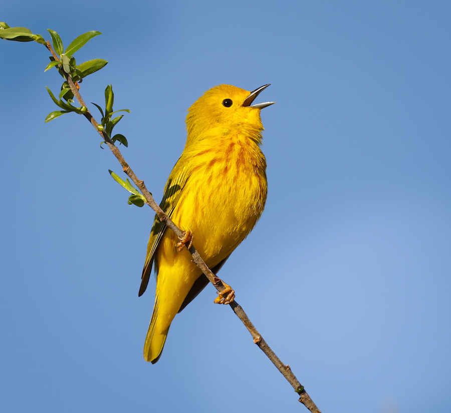 Yellow Warbler photo #9