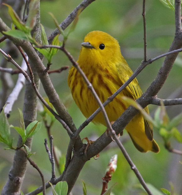 Yellow Warbler photo #4