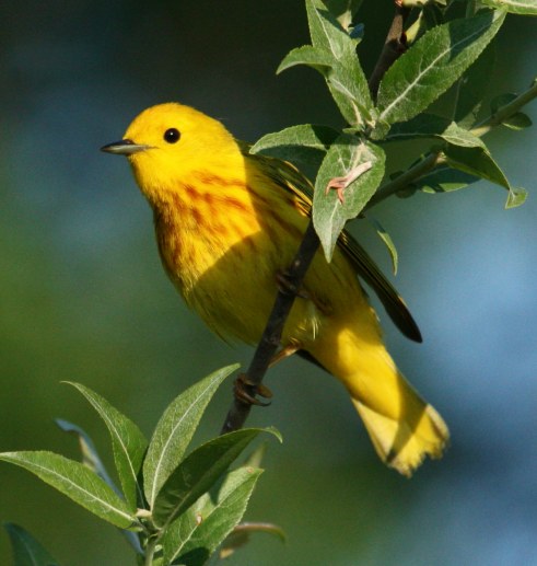 Yellow Warbler photo #10