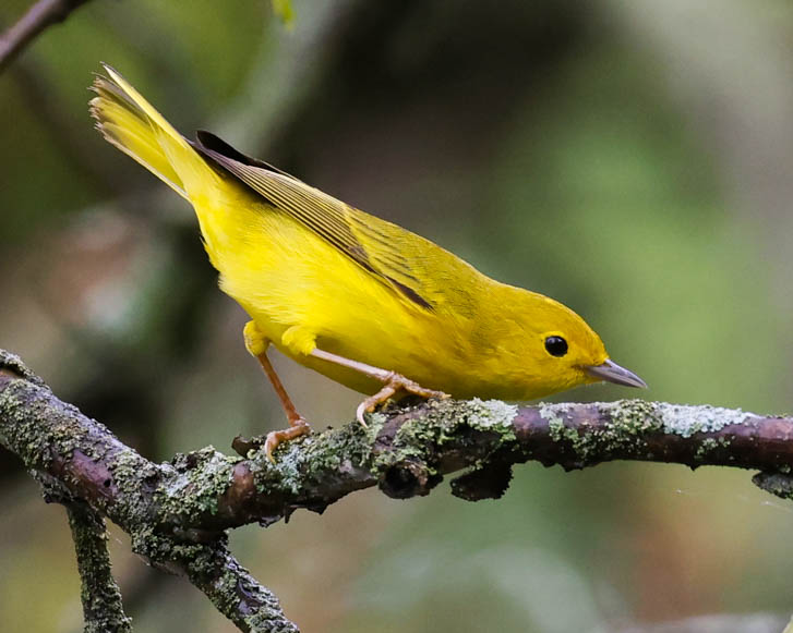 Yellow Warbler (spring adult female) 