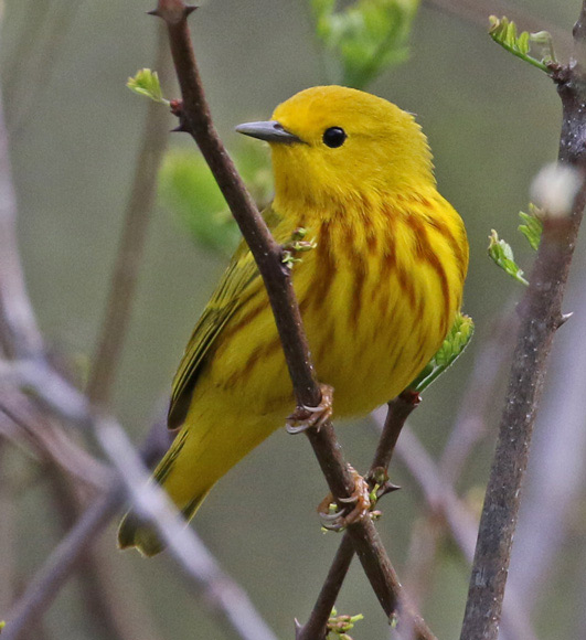 Yellow Warbler photo #6