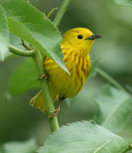 Yellow Warbler photo #9