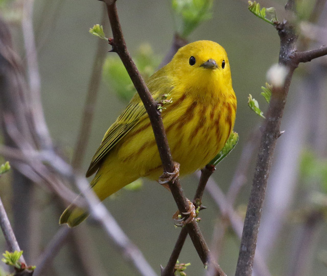 Yellow Warbler photo #7