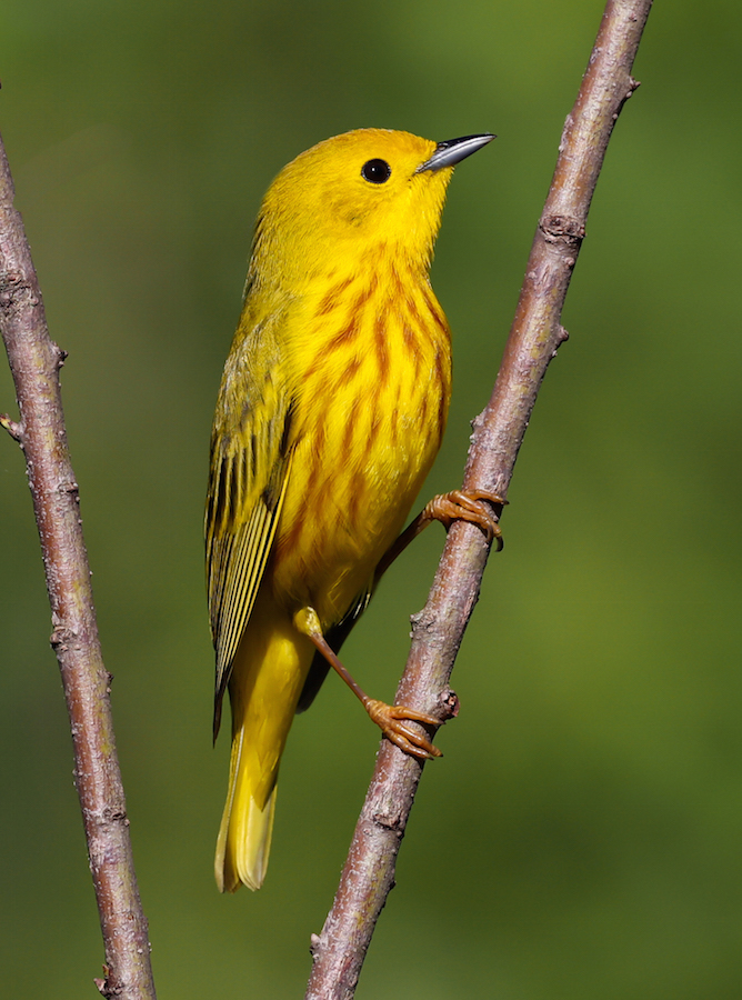 Yellow Warbler photo #1